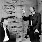 Watson et Crick ont découvert la forme hélico&itrema;dale de l'ADN