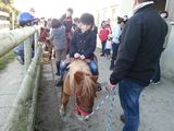 photo balade-poney-shetland-granville-04.jpg