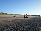 photo balade-poney-shetland-granville-14.jpg